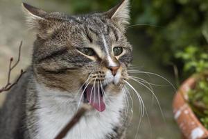 retrato do gato selvagem, o gato vive na rua. retrato de um gato listrado fofo. listrado, não um gatinho de raça pura. foto