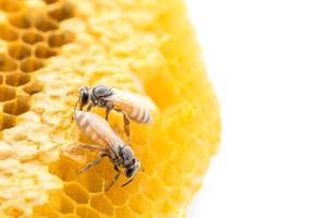 abelhas macro em estúdio de favo de mel e isoladas em branco foto