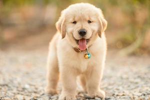 filhote de cachorro fofo golden retriever em pé no jardim ao ar livre em desfoque de fundo foto