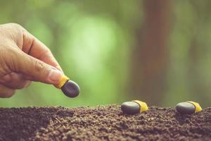 mão de agricultor plantando sementes pretas de afzelia, doussie ou makha mong árvore no solo. conceito de crescimento e meio ambiente foto