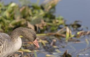 pato de ganso greylag ou anser anser empoleirar-se na grama perto do corpo de água. foto