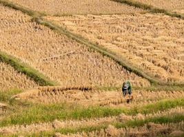 arroz de campo e agricultor estão colhendo arroz, mae hong son, norte da tailândia foto