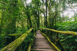 bela floresta tropical na trilha natural ang ka no parque nacional doi inthanon, tailândia