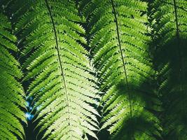 lindas folhas verdes de samambaia na natureza. fundo de samambaia da floresta tropical foto