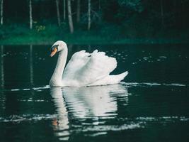 um cisne branco nadando na água foto