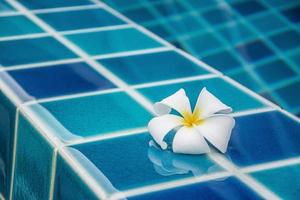 flores de plumeria fazem fronteira com a piscina foto