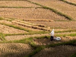 arroz de campo e agricultor estão colhendo arroz, mae hong son, norte da tailândia foto