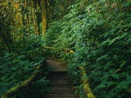 floresta tropical no parque nacional doi inthanon, tailândia foto