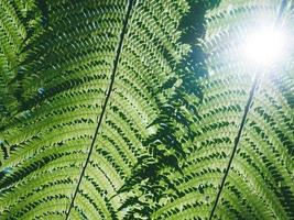 lindas folhas verdes de samambaia na natureza. fundo de samambaia da floresta tropical foto