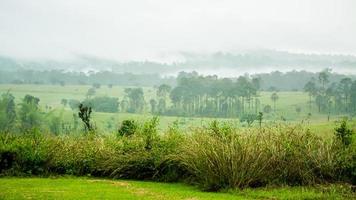 bela paisagem florestal no parque nacional thung salaeng luang na província de phitsanulok, na tailândia. savana no parque nacional da tailândia chamado thung salaeng luan foto