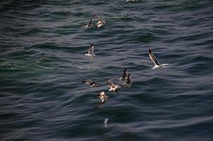 muitas gaivotas no mar foto