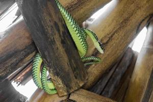 cobra no telhado de bambu em koh phangan na tailândia. foto