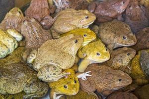 muitos sapos e rãs se reuniram. mercado de bangrak, koh samui, tailândia. foto