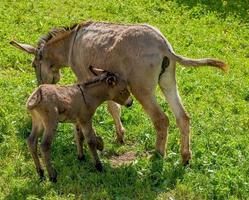 burro com potro foto