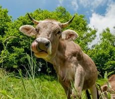 vaca pastando no pasto foto