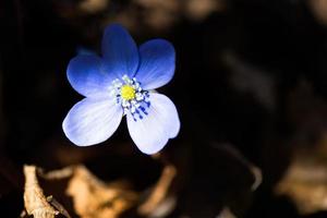 hepatica nobilis na floresta entre os raios de sol foto