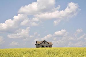 uma casa abandonada em um campo de canola amarela foto