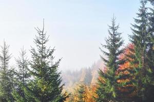 bela manhã na floresta de outono enevoada com majestosas árvores coloridas foto