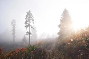 nevoeiro matinal se arrasta com restos sobre a floresta de montanha de outono coberta de folhas de ouro foto