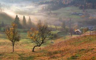 árvore brilhante em uma encosta de colina com raios ensolarados no vale da montanha coberto de neblina. linda cena matinal. folhas de outono vermelhas e amarelas. Cárpatos, Ucrânia, Europa. descubra o mundo da beleza foto