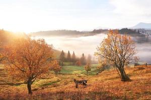 árvore brilhante em uma encosta de colina com raios ensolarados no vale da montanha coberto de neblina. linda cena matinal. folhas de outono vermelhas e amarelas. Cárpatos, Ucrânia, Europa. descubra o mundo da beleza foto