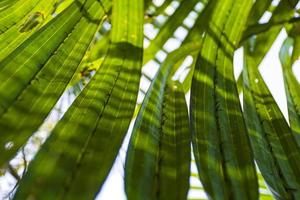 folhas de palmeira verde de gol pata, nypa fruticans em sundarbans bangladesh com padrões de luz solar e sombras passando foto