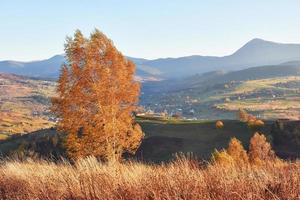 árvore de faia brilhante em uma encosta de colina com raios de sol no vale da montanha. linda cena matinal. folhas de outono vermelhas e amarelas. localização lugar cárpatos, ucrânia, europa. foto