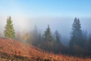 nascer do sol de fadas na paisagem da floresta de montanha pela manhã. o nevoeiro sobre o majestoso pinhal. Cárpatos, Ucrânia, Europa. mundo da beleza foto