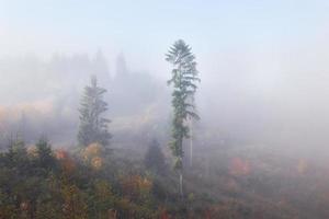 nevoeiro matinal se arrasta com restos sobre a floresta de montanha de outono coberta de folhas de ouro foto