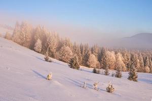 árvores de paisagem de inverno e cerca na geada, fundo com alguns destaques suaves e flocos de neve foto