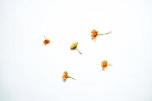 bela composição de flor de zínia em fundo branco isolado. postura plana, vista superior, cópia plana de natureza morta. foto