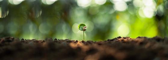 conceito de árvores de crescimento mudas de feijão de café natureza fundo foto