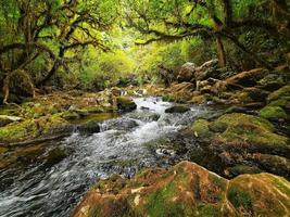 pequeno riacho escondido na floresta da nova zelândia foto