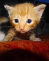 closeup de gatinho gengibre. expressão de rosto bonito de gatinho de gengibre foto