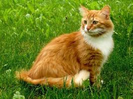 gato branco vermelho senta-se em uma grama e observa foto
