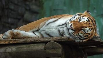 tigre siberiano no zoológico foto