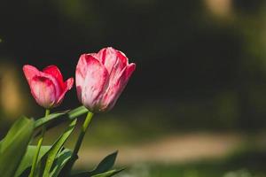 duas tulipas vermelhas em um fundo desfocado foto