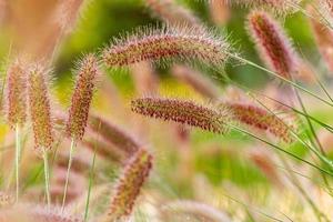 foxtail fonte jardim de grama foto
