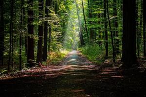 estrada na floresta foto