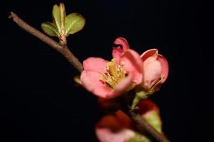 flor vermelha flor fechar chaenomeles speciosa família rosaceae fundo moderno de alta qualidade tamanhos grandes estampas de metal foto