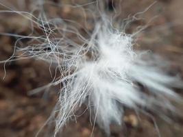 cabelo de gato cair no chão foto