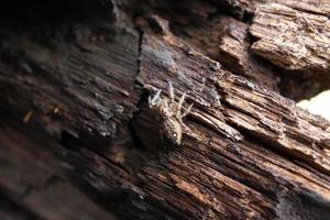 aranhas empoleiradas em pranchas de madeira velhas foto