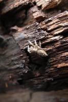 aranha empoleirada em pranchas de madeira velhas foto