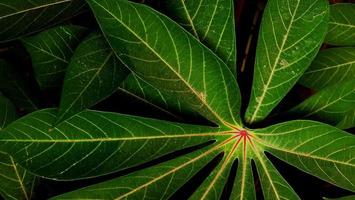 grande folhagem de folha tropical com textura verde escura foto