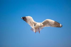 gaivotas em bang pu. as gaivotas migratórias frias da Sibéria para as regiões quentes da Tailândia. fazendo bang pu se tornar um dos destinos turísticos mais importantes da tailândia. foto