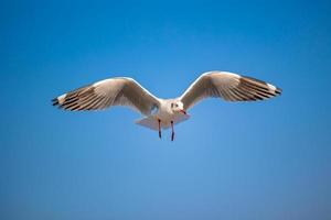 gaivotas em bang pu. as gaivotas migratórias frias da Sibéria para as regiões quentes da Tailândia. fazendo bang pu se tornar um dos destinos turísticos mais importantes da tailândia. foto