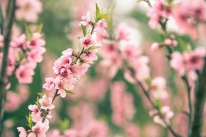 linda flor de cerejeira sakura na primavera foto