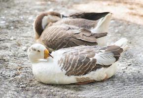 passarinho. o gênero anser de aves aquáticas inclui os gansos cinzentos e os gansos brancos. pertence à subfamília dos verdadeiros gansos e cisnes foto