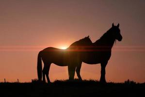 silhueta de cavalo no prado com um belo pôr do sol foto