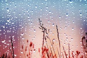 flores e pingos de chuva em dias chuvosos na primavera foto